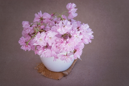 Blossom plant flower petal Photo