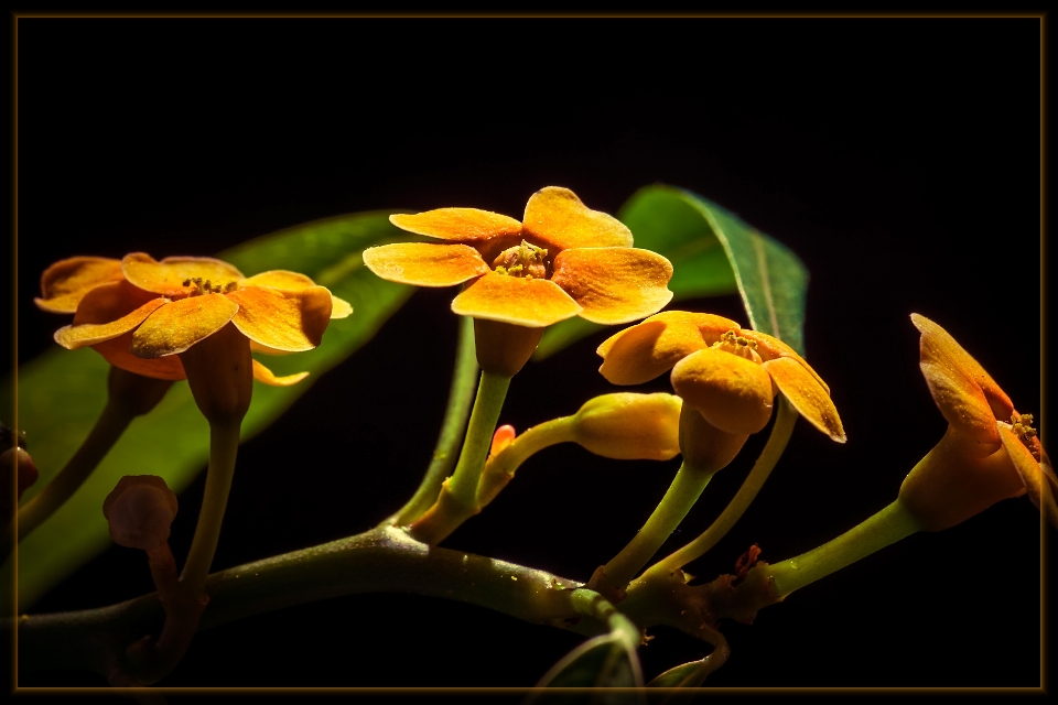 Natur zweig blüte anlage