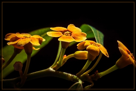 Nature branch blossom plant Photo