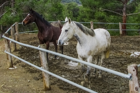 Farm animal rural pasture Photo