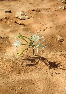 Landscape nature sand rock Photo