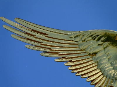 Foto Burung sayap langit monumen