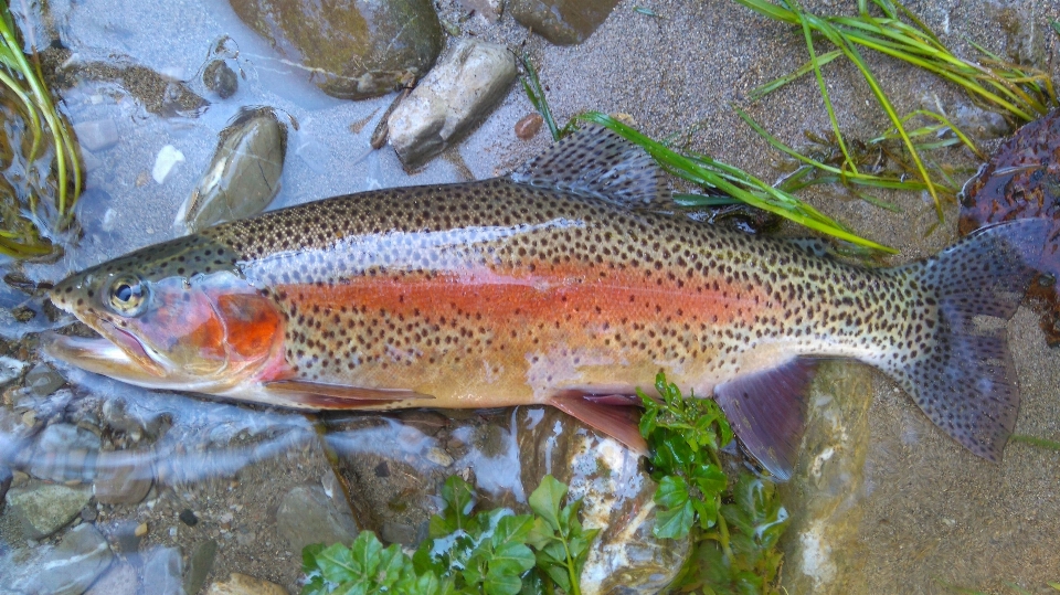 água rio peixe fauna