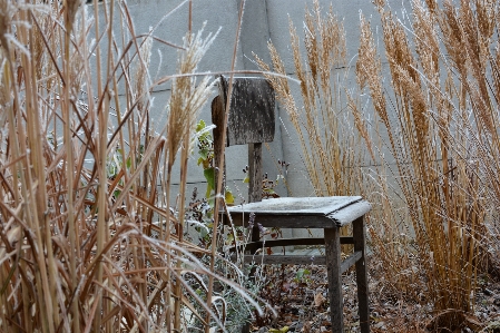 Tree nature grass winter Photo