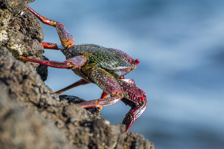 Foto Mare costa acqua natura