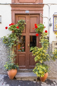 Plant wood flower window Photo