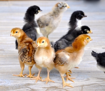 Foto Burung peternakan satwa imut-imut