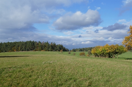 Landscape tree forest grass Photo