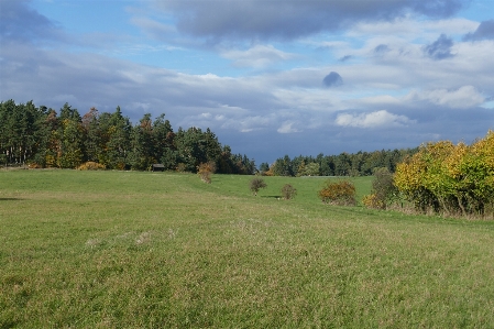 Foto Paisaje árbol bosque césped