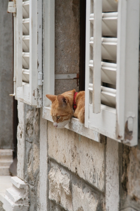 Madeira janela parede gato