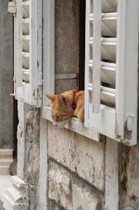 Wood window wall cat Photo