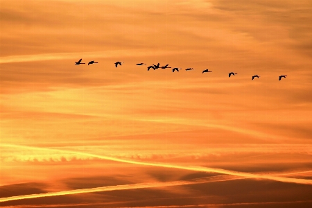 Landscape nature horizon wing Photo