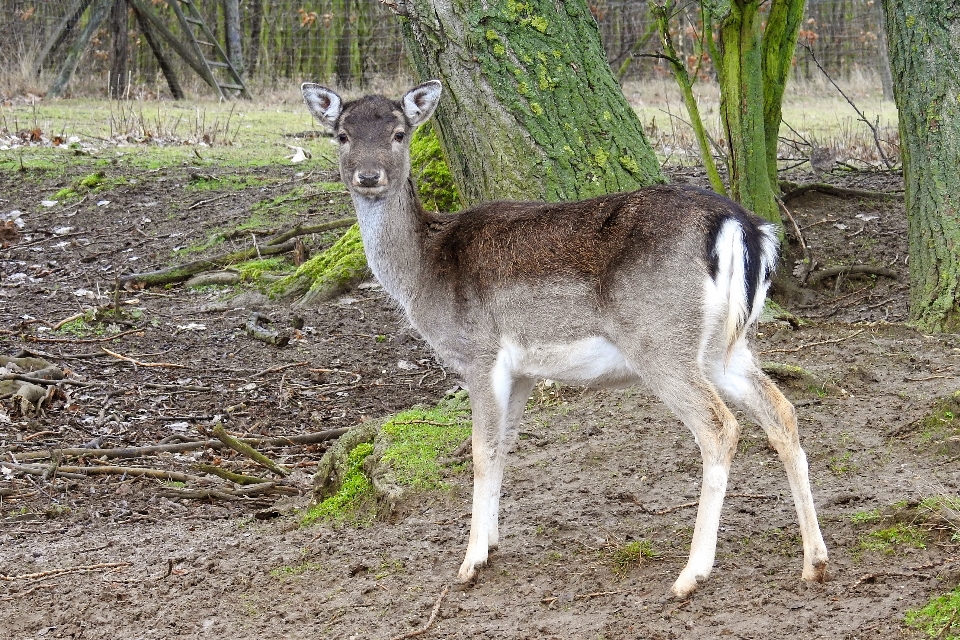 Natura foresta animale animali selvatici