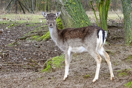 Nature forest animal wildlife Photo