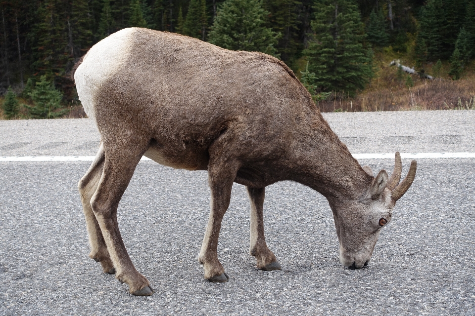 Natur wildnis
 tierwelt wild