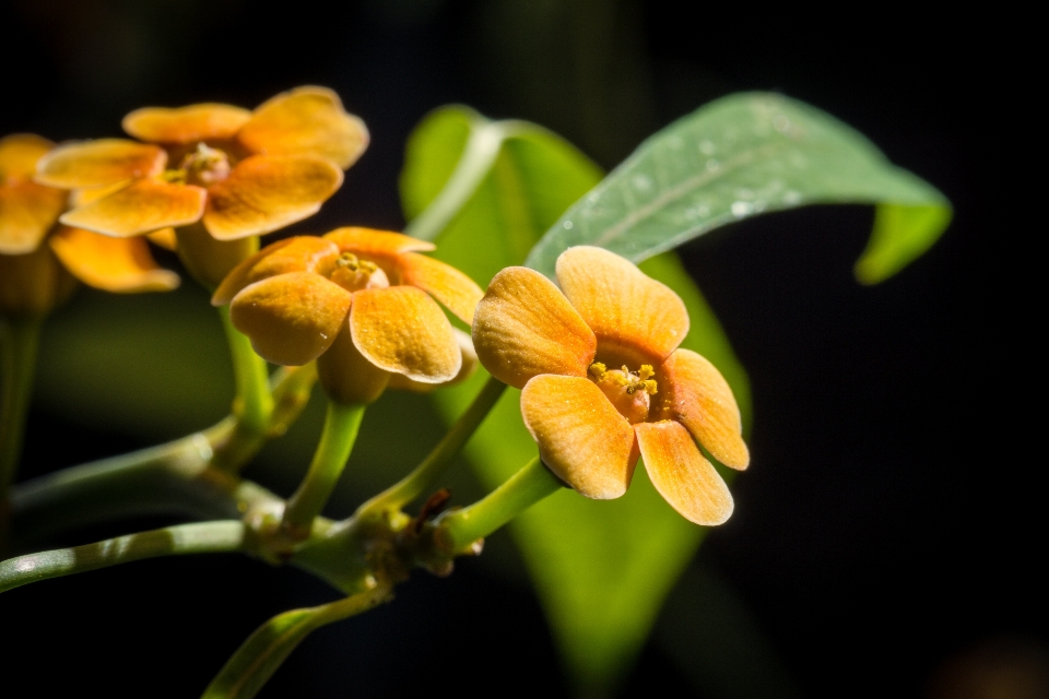 Nature fleurir usine la photographie