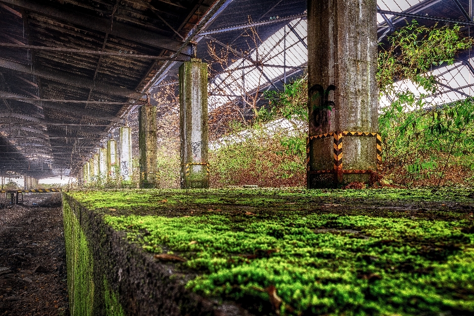 Tree architecture farm lawn