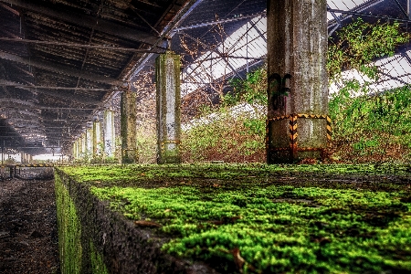 Tree architecture farm lawn Photo