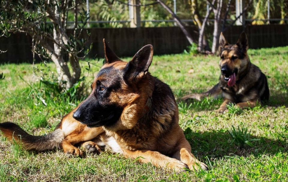 Naturaleza perro animal canino
