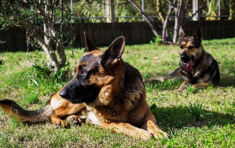 Nature dog animal canine Photo