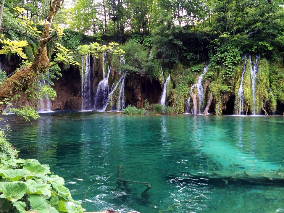 Tree forest waterfall pond