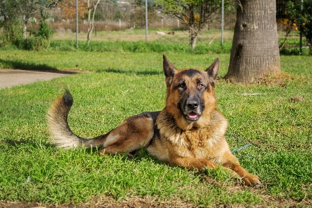 Foto Rumput luar ruangan anjing satwa