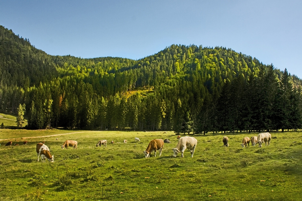 Paesaggio albero natura foresta