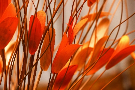 Tree grass branch light Photo