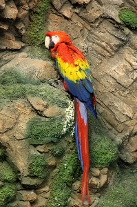 Foto Uccello parete animali selvatici becco