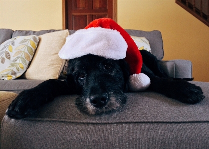 Foto Cucciolo cane animale domestico vacanza