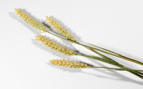 Grass branch plant field Photo