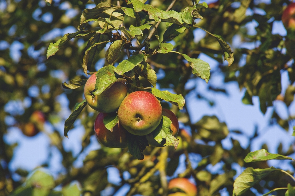 Apple ağaç doğa dal