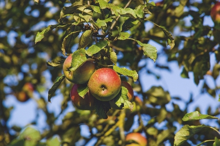 Apple tree nature branch Photo