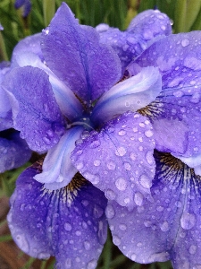 Foto Natureza florescer plantar flor