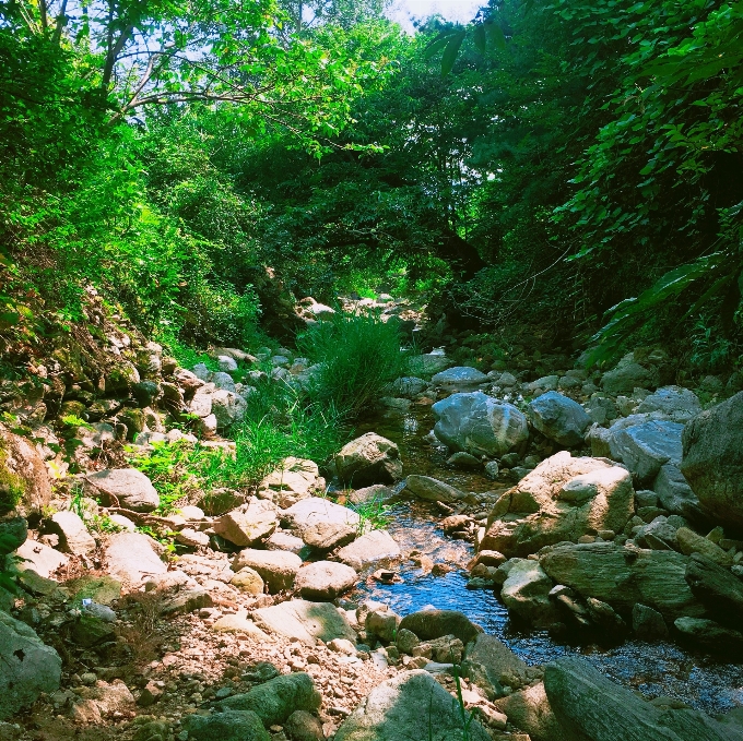 景观 树 水 自然