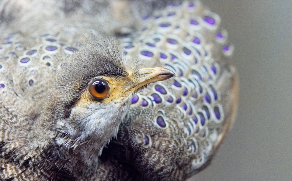 Vogel suchen tierwelt schnabel