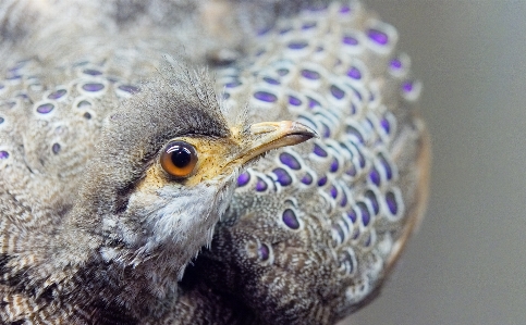 Foto Uccello guardare animali selvatici becco