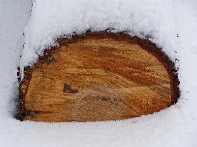 Tree nature forest snow Photo