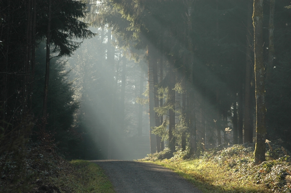 Albero natura foresta leggero