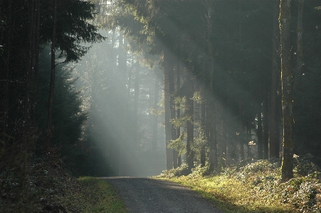 Tree nature forest light Photo