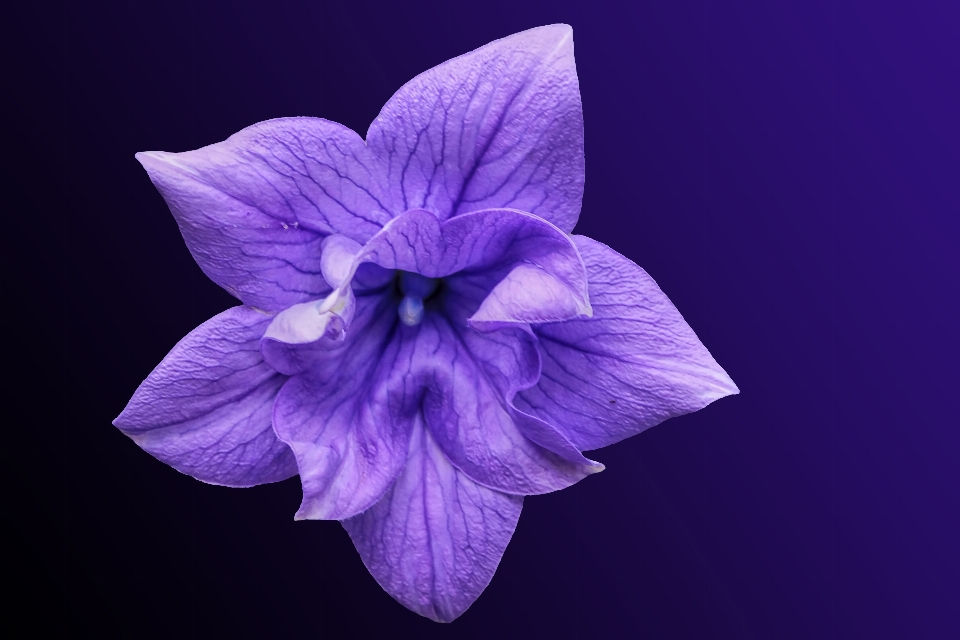 Fiore pianta viola petalo