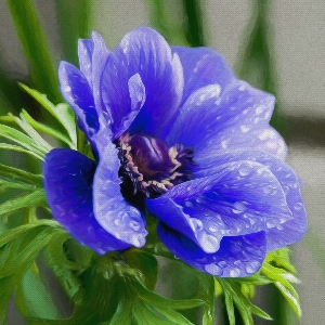 Blossom creative plant flower Photo