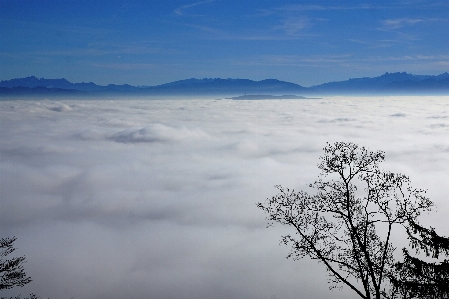 風景 木 自然 地平線 写真