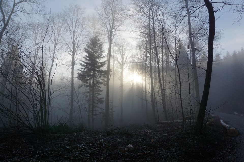 Albero natura foresta ramo