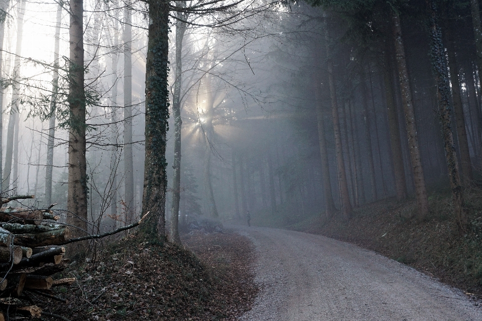 Baum natur wald schnee