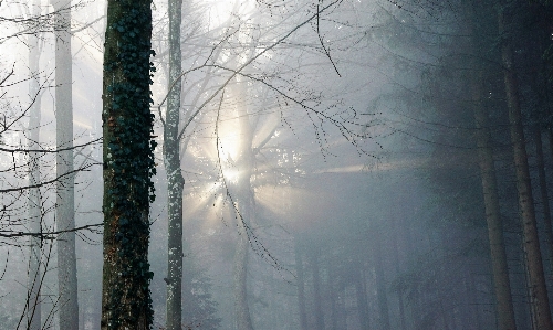 Tree nature forest branch Photo