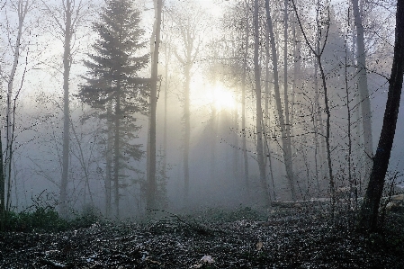 Tree nature forest branch Photo