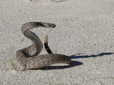 Nature sand wildlife portrait Photo