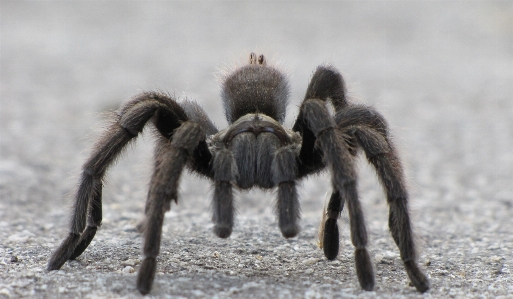 Nature walking spooky wildlife Photo