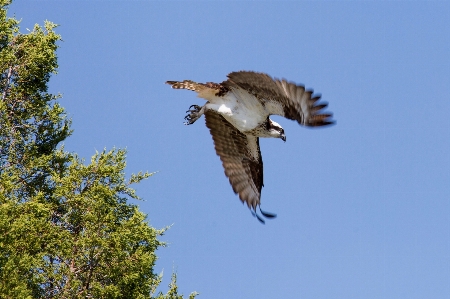 自然 鳥 羽 空 写真